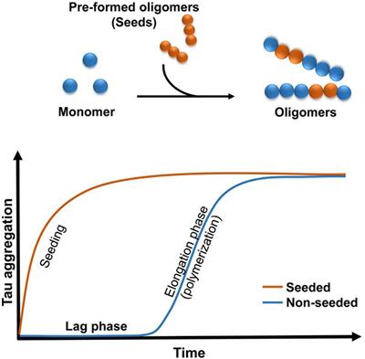 The prion-like transmission of tau oligomers via exosomes